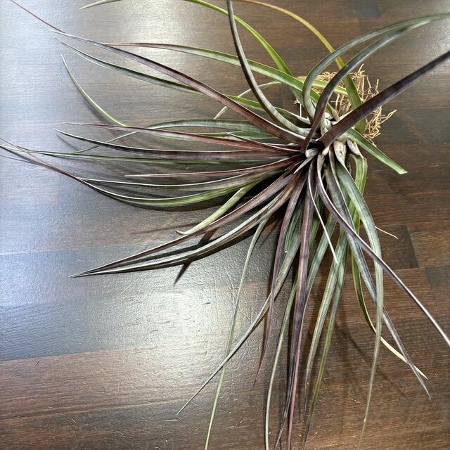 楽天市場】(現品) チランジア 'サマンサ' (No.22298) (エアープランツ