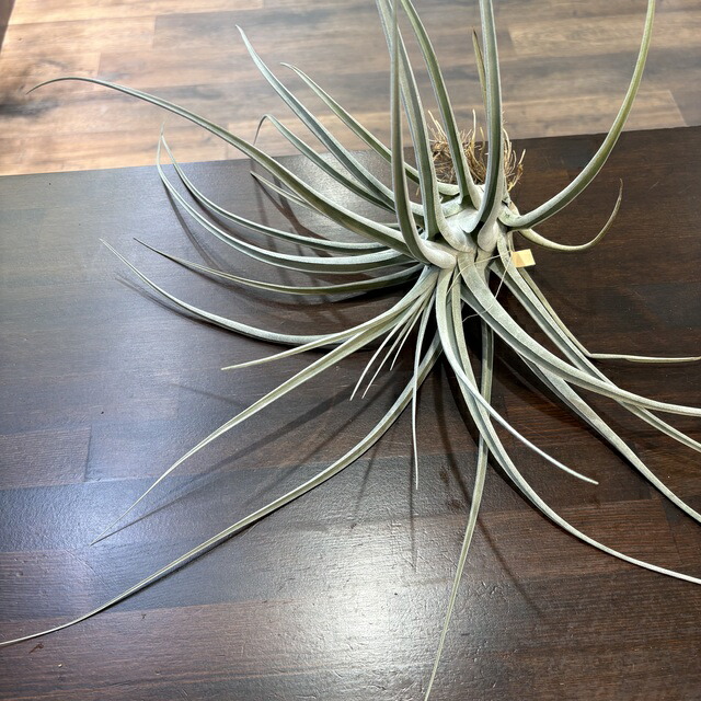 楽天市場】(現品) チランジア 'サマンサ' (No.22154) (エアープランツ