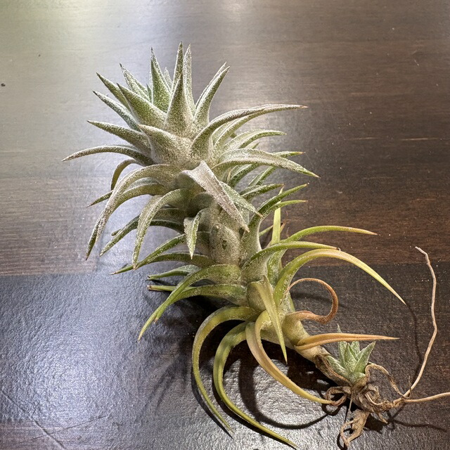 楽天市場】(現品) チランジア イオナンタ モンストローサ (No.22169