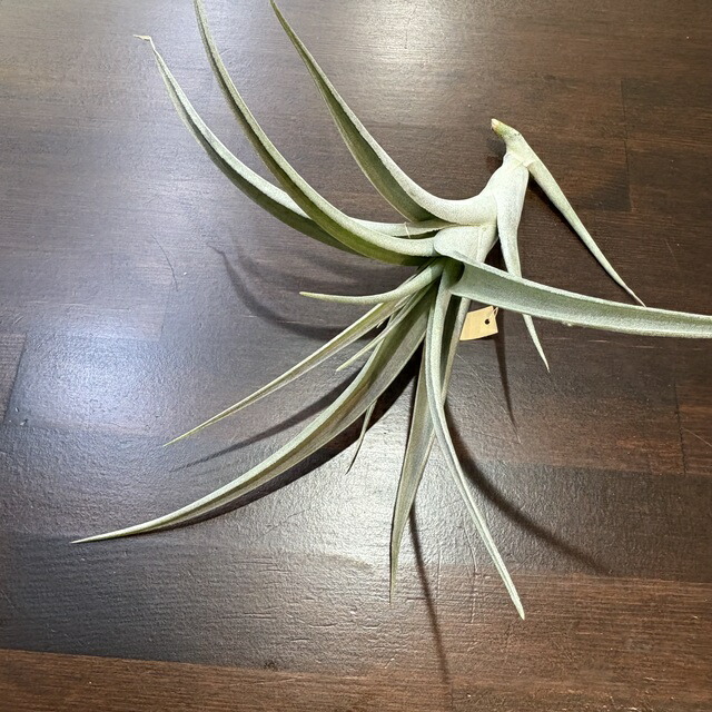 楽天市場】(現品) チランジア 'レディーフォーリフトオフ' (No.22340