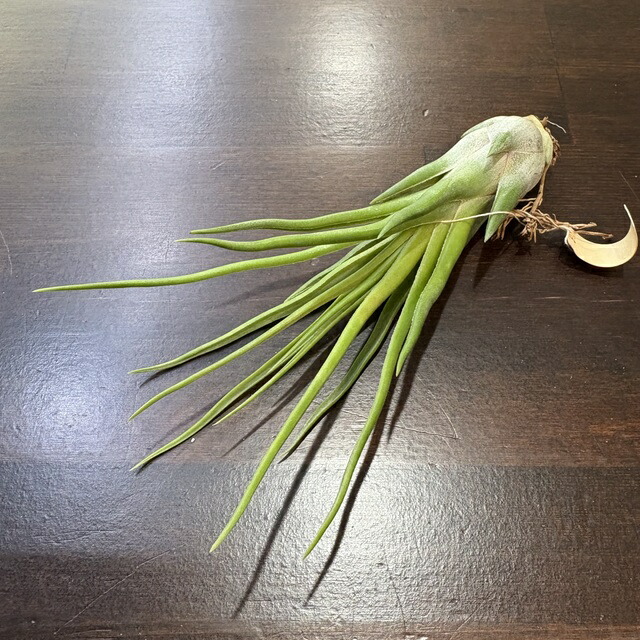 楽天市場】(現品) チランジア イオナンタ 'メキシカンゼブラ' (No