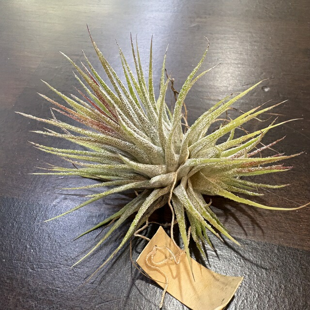 楽天市場】(現品) チランジア イオナンタ 'メキシカンゼブラ' (No