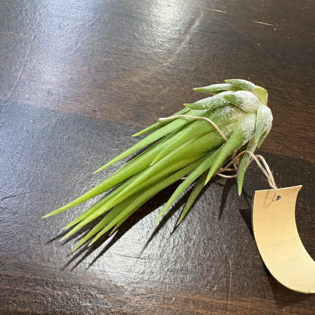 楽天市場】(現品) チランジア イオナンタ 'メキシカンゼブラ' (No