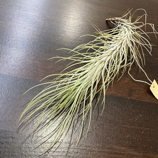 楽天市場】(現品) チランジア テワカーナ (No.21494) (エアー 楽天市場】(現品) チランジア テワカーナ (No.21494) (エアー