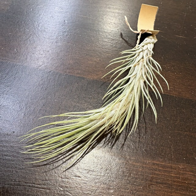 (現品) チランジア \u0027ドミンゴズ か細い\u0027 (No.22386)   (エアープランツ ティランジア 観葉草木 今めかしい 飾りつけ 室内装飾 ミニ 小型 吊り下げ 室内 \u0027Domingo\u0027s Slim\u0027)