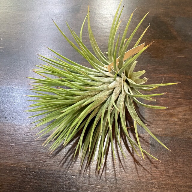 楽天市場】(現品) チランジア イオナンタ 'メキシカンゼブラ' (No