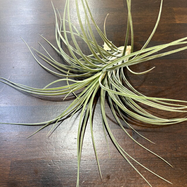 楽天市場】(現品) チランジア ウェルデルマニー (No.21664) (エアー