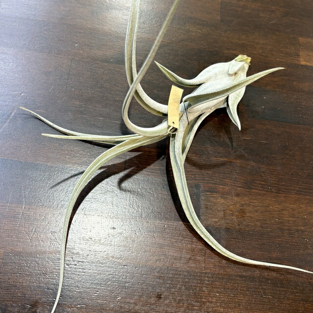 楽天市場】(現品) チランジア 'レディーフォーリフトオフ' (No.22340