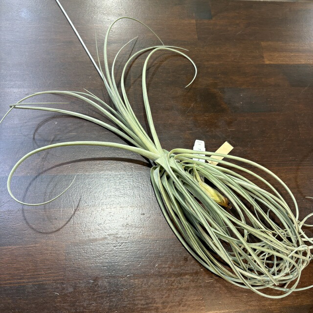 (現品) チランジア グーモン (No.22319) (エアープランツ ティランジア 観葉植物 おしゃれ 壁掛け インテリア ミニ 小型 大型 吊り下げ 室内 ストリクタ &times; ドゥラティ stricta &times; duratii)｜エアープランツ専門店 B＆L