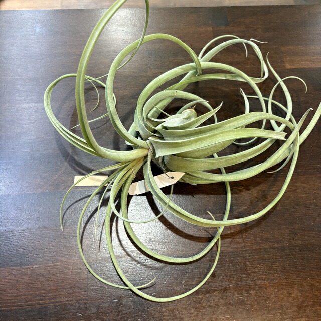 楽天市場】(現品) チランジア 'レディーフォーリフトオフ' (No.22340