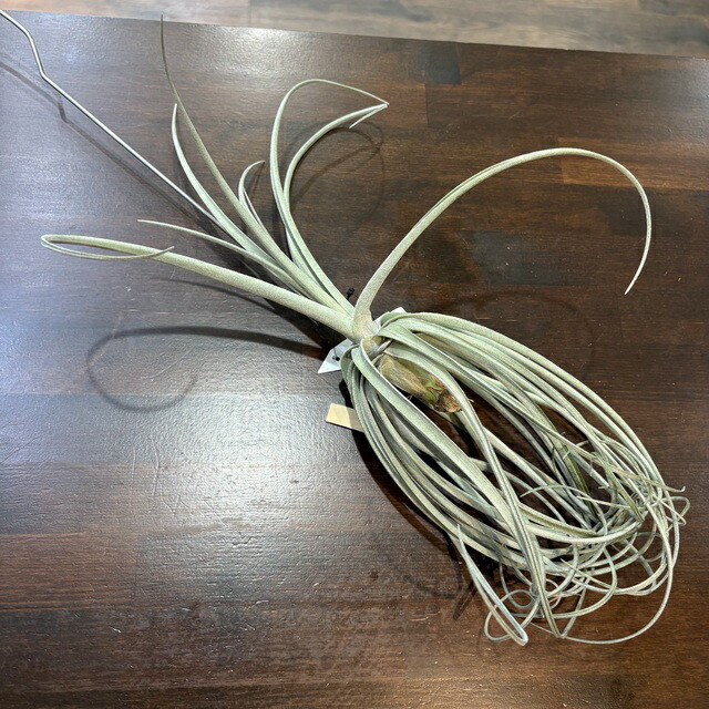 楽天市場】(現品) チランジア (ドゥラティ × ストリクタ) (No.22318