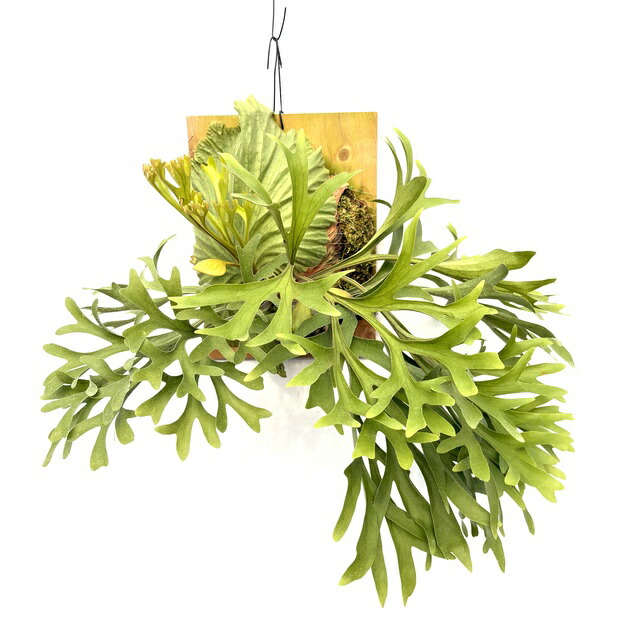 楽天市場】(現品) ビカクシダ ワンダエ 'ドワーフ' (TC) (No.41176