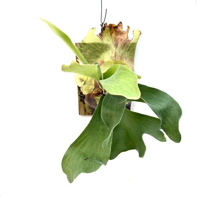 楽天市場】(現品) ビカクシダ 交配種 (クアドリディコトマム × マダ