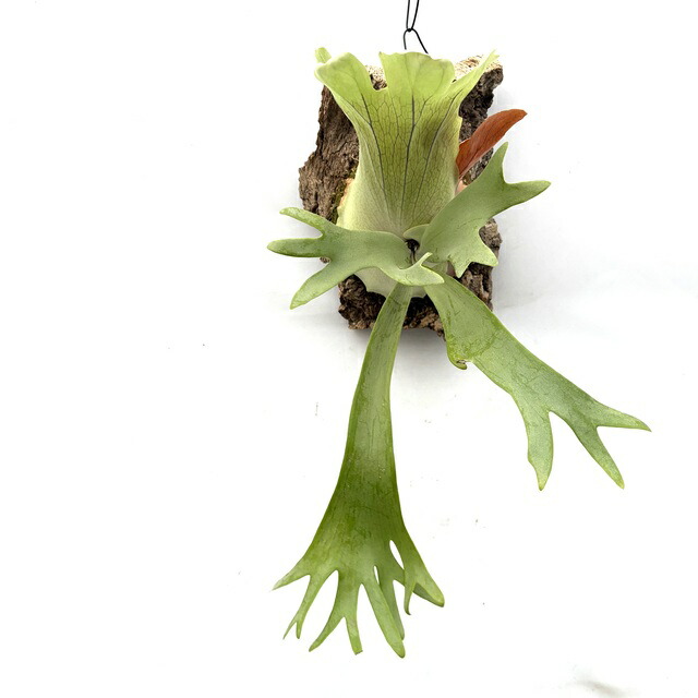 楽天市場】(現品) ビカクシダ ウィリンキー 'シルベリードワーフ' (No