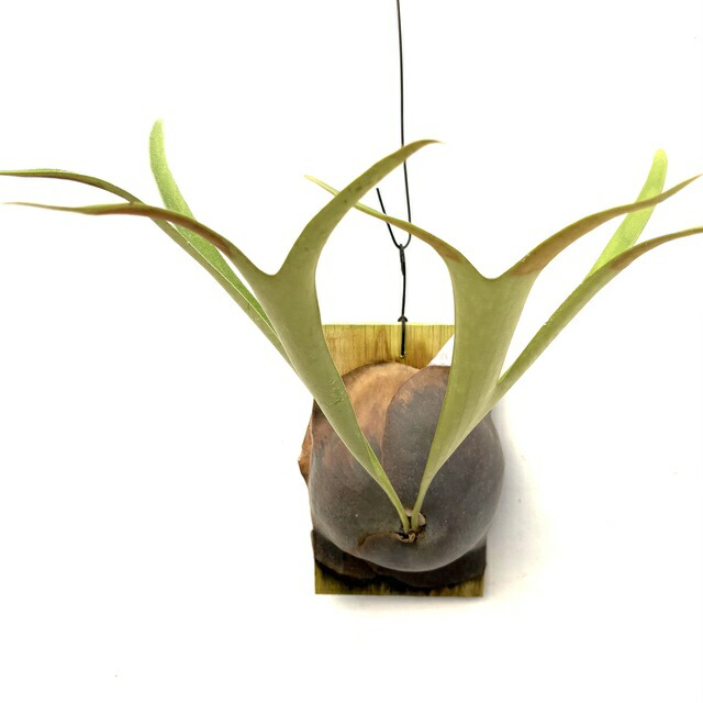 楽天市場】(現品) ビカクシダ 'ムルフォード' (pup) (No.40996