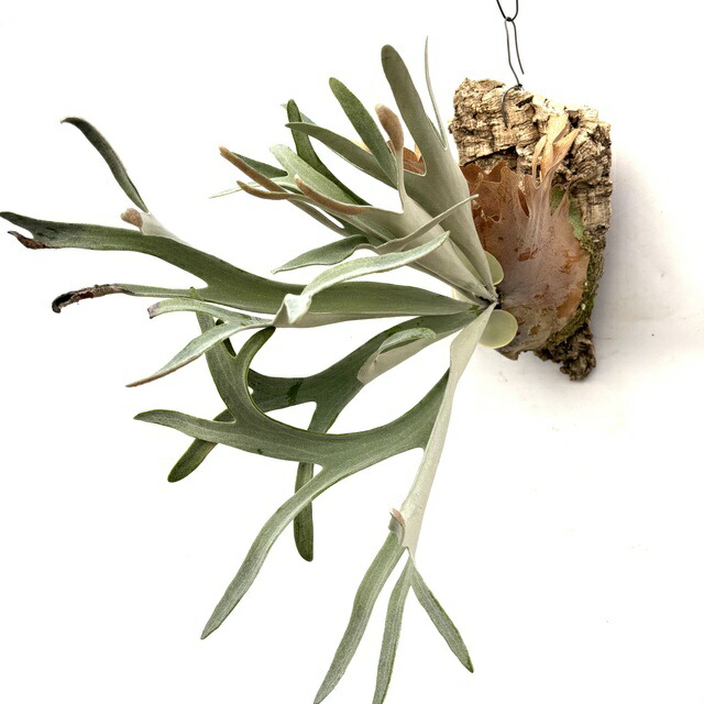 楽天市場】(現品) ビカクシダ 'エルサ' (No.40968) (コウモリラン 観葉