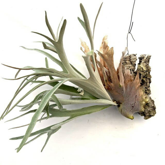 ダ*リ様 ビカクシダ　ビーチー　アーバンリバー 楽天市場】(現品) ビカクシダ ビーチー 'アーバンリバー' (spore) (No