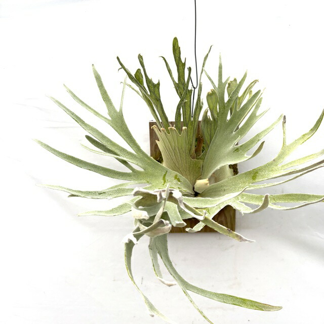 楽天市場】(現品) ビカクシダ 'フーンシキ' TC (No.40841) (コウモリ