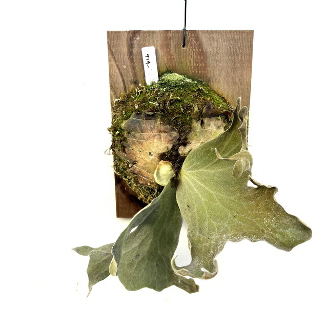 楽天市場】(現品) ビカクシダ リドレイ 'モンキーキング' (TC) (No