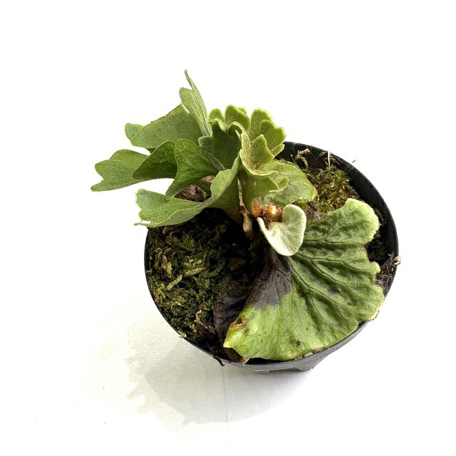 楽天市場】(現品) ビカクシダ アルシコルネ ドワーフ (TC) (No.41158