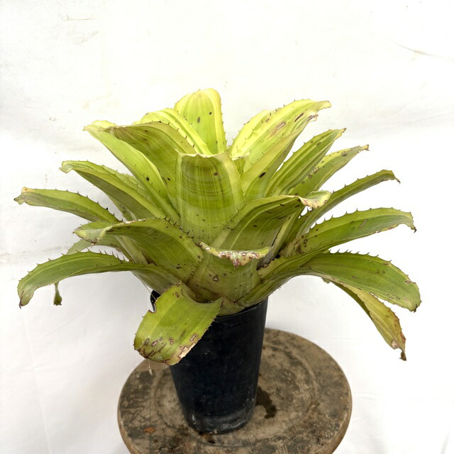 楽天市場】(現品) エクメア ムルフォーディ 'マルバ' (No.62178) (観葉