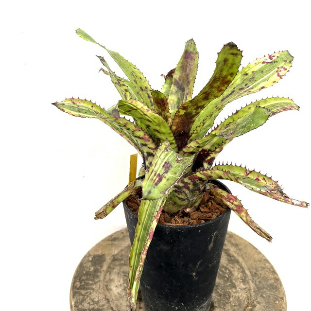 (現品) エクメア オーランディアナ ゴールドトーン (No.62613) (観葉植物 おしゃれ 壁掛け インテリア ミニ 小型 大型 吊り下げ 室内 タンクブロメリア Aechmea orlandiana Gold Tone)｜エアープランツ専門店 B＆L 11,766円