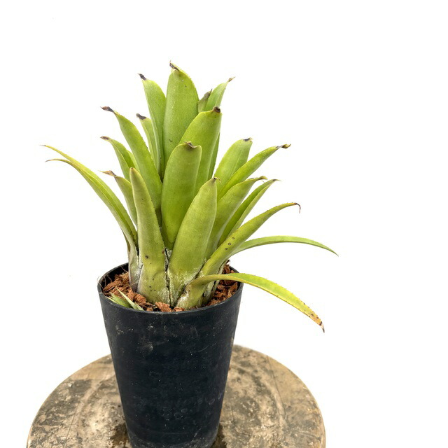 楽天市場】(現品) エクメア コレイアアラウジョイ (No.62380) (観葉