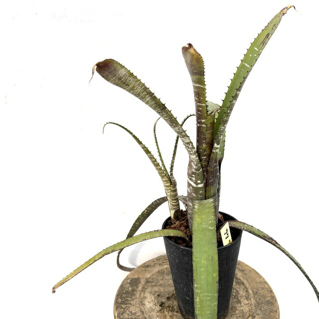 楽天市場】(現品) エクメア ムルフォーディ 'マルバ' (No.62178) (観葉