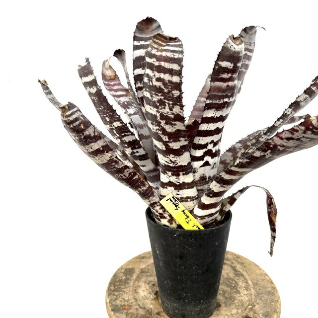 (現品) エクメア チャンティニー ブラックエボニー スペシャルクローン (No.62604) (観葉植物 おしゃれ 壁掛け インテリア ミニ 小型 大型 吊り下げ 室内 タンクブロメリア Aechmea chantinii Black Ebony special clone)