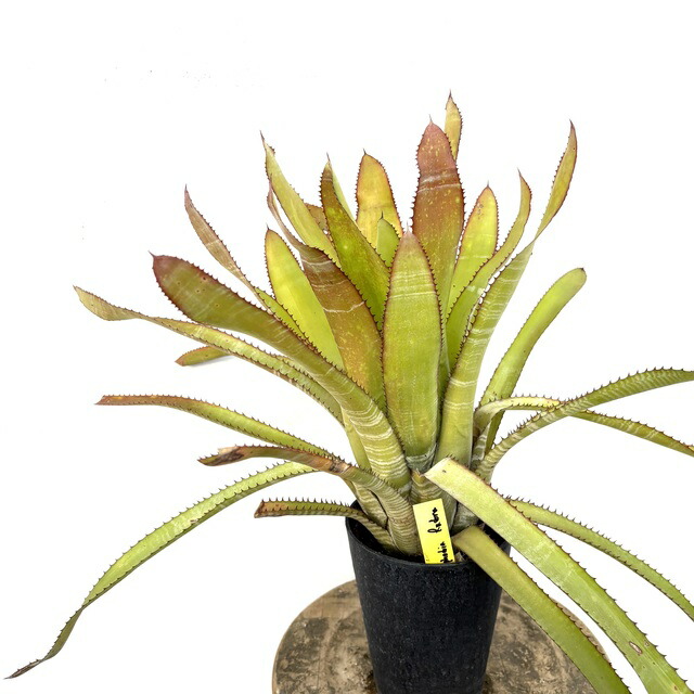楽天市場】(現品) プヤ フェルギネア (No.61985) (ブロメリア 観葉植物