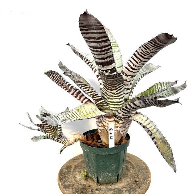 楽天市場】(現品) エクメア ムルフォーディ 'マルバ' (No.62178) (観葉