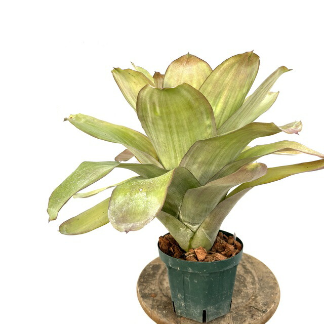 楽天市場】(現品) エクメア ムルフォーディ 'マルバ' (No.62178) (観葉