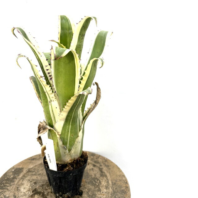 楽天市場】(現品) ホヘンベルギア マグニスピナ (No.62502) (観葉植物