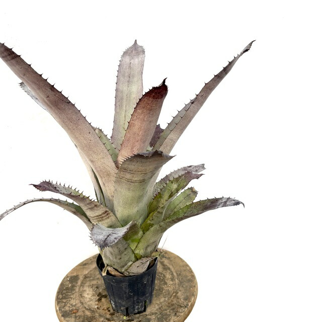 (現品) エクメア ロベルトメネスカル × ホヘンベルギア エドムンドイ (No.62533) (観葉植物 おしゃれ 壁掛け インテリア 大型 吊り下げ 室内 タンクブロメリア 属間交配 Aechmea 'Roberto Menescal' × Hohenbergia edmundoi)