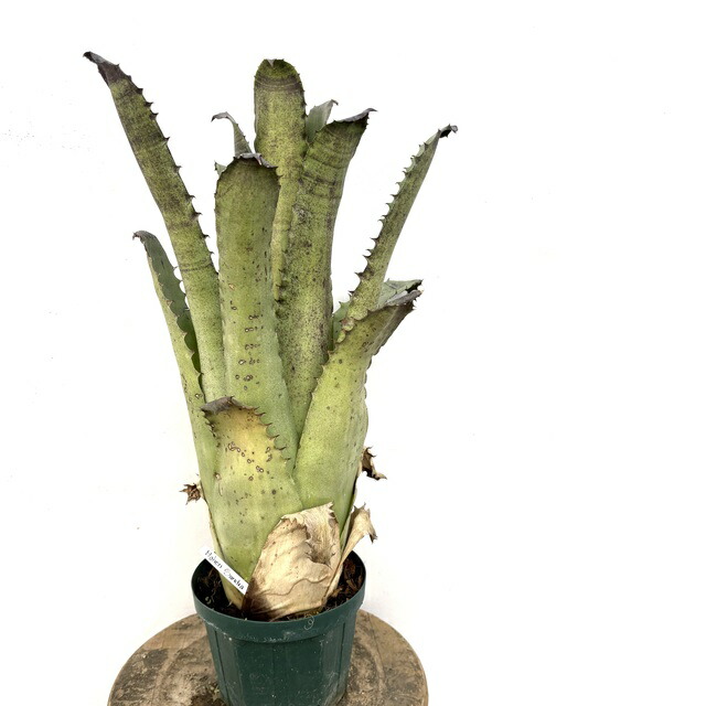 楽天市場】(現品) ホヘンベルギア マグニスピナ (No.62502) (観葉植物