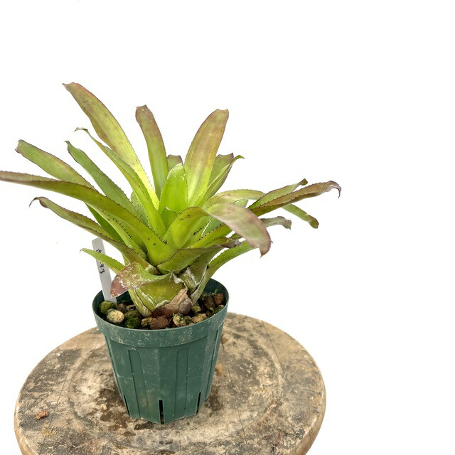 楽天市場】(現品) ケスネリア テストゥド 'アルボマージナータ' (No