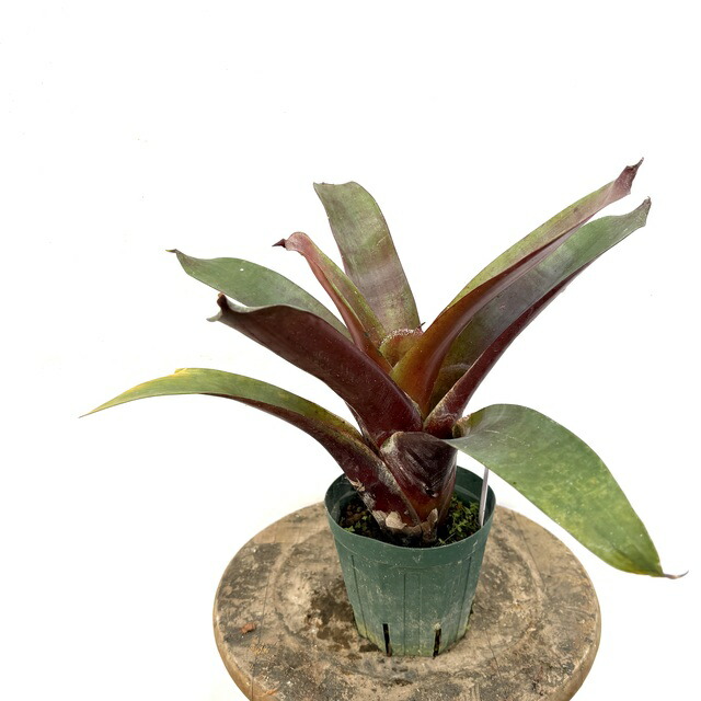 楽天市場】(現品) ケスネリア 'ラファエルオリベイラ' (No.62395