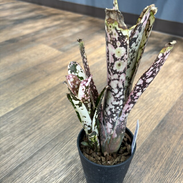 楽天市場】(現品) ビルベルギア 'タルボットイブ' (No.62332) (観葉