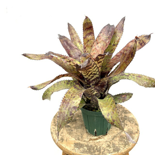 (現品) エクメア オーランディアナ (No.62271) (観葉植物 おしゃれ 壁掛け インテリア ミニ 小型 大型 吊り下げ 室内 タンクブロメリア Aechmea orlandiana)
