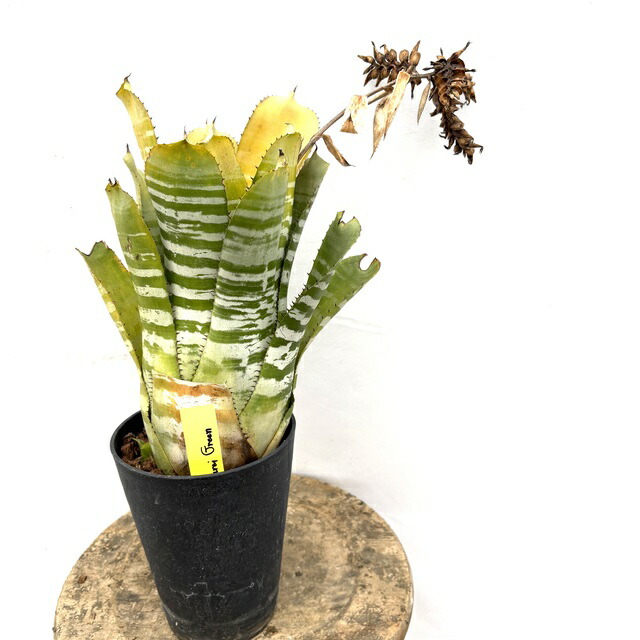 楽天市場】(現品) エクメア ムルフォーディ 'マルバ' (No.62178) (観葉