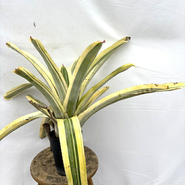 (現品) エクメア リトルハーブ (No.62608) (観葉植物 おしゃれ 壁掛け インテリア ミニ 小型 大型 吊り下げ 室内 タンクブロメリア Aechmea Little Harv)