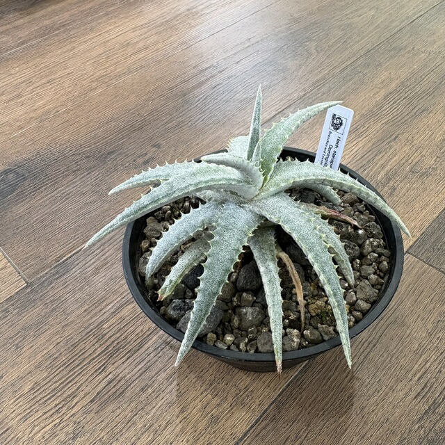 楽天市場】(現品) ヘクチア ラナータ 実生苗 (No.62101) (観葉植物