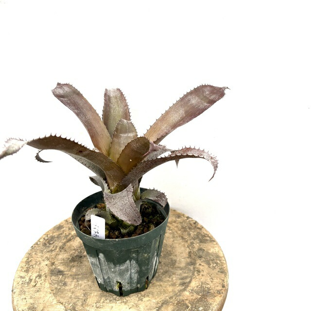 (現品) ホヘンレゲリア \u0027アイスティ\u0027 (No.62256)   (観葉草木 格好のいい 飾り付け 室内装飾 大型 吊り下げ 室内 タンクブロメリア 属間かけ合わせ Hohenregelia \u0027Ice Tea\u0027) 花・ガーデン・DIY-花・観葉植物-観葉植物