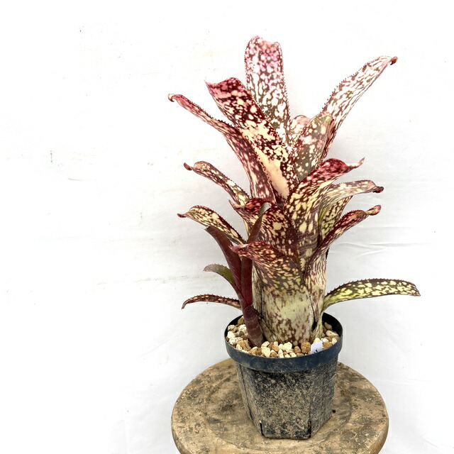 (現品) ビルベルギア 'アリベラ' (No.62335) (観葉植物 おしゃれ 壁掛け インテリア ミニ 小型 大型 吊り下げ 室内 タンクブロメリア Billbergia 'Arribella')