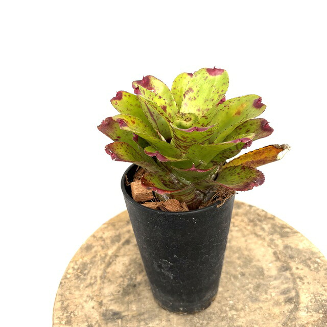 (現品) ネオレゲリア 'リトルフェイス' (No.62255) (観葉植物 おしゃれ 壁掛け インテリア ミニ 小型 大型 吊り下げ 室内 タンクブロメリア Neoregelia little Faith)