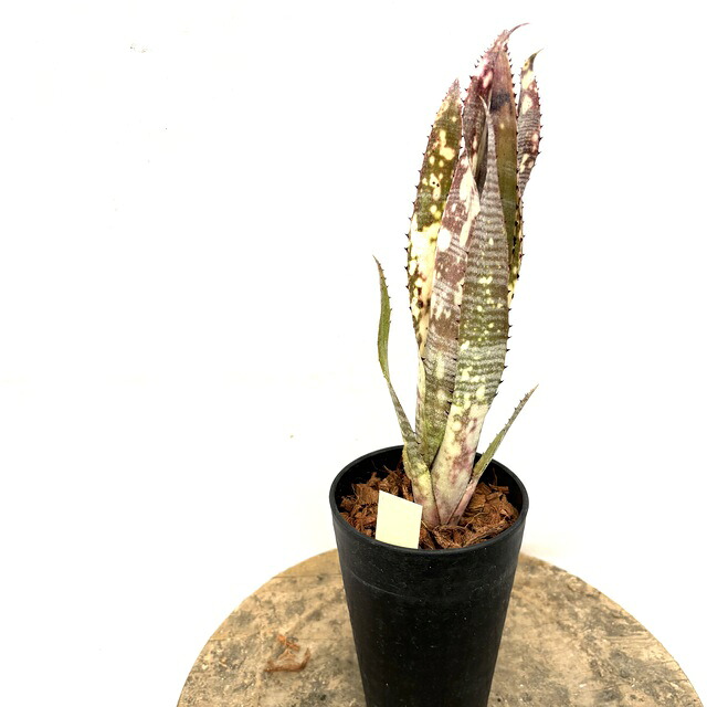 (現品) ビルベルギア 'エフカイ' (No.62565) (観葉植物 おしゃれ 壁掛け インテリア ミニ 小型 大型 吊り下げ 室内 タンクブロメリア Billbergia Ehukai)