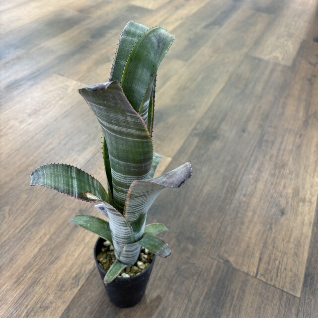05 Billbergia Novena ビルベルギア ノベナ ノヴェナ ( Afterglow x