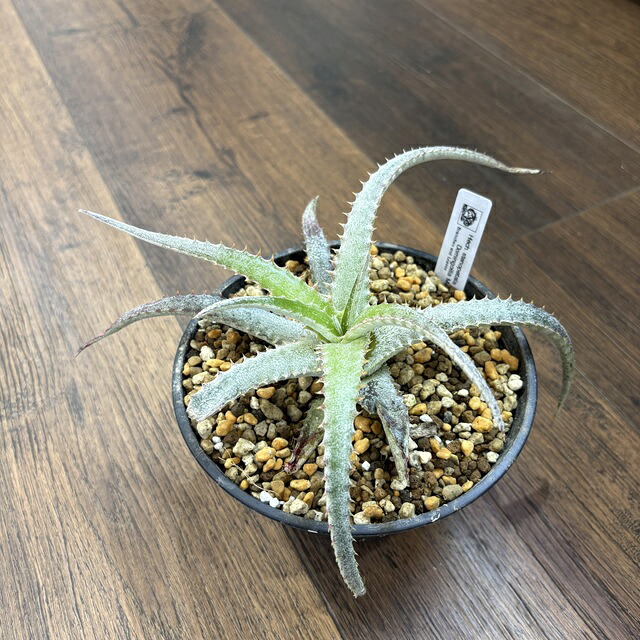 (現品) ヘクチア ステノペタラ domingoilla Mex. (No.62479) (観葉植物 おしゃれ 壁掛け インテリア ミニ 小型 吊り下げ 室内 ブロメリア ヘクティア Hechtia stenopetala)