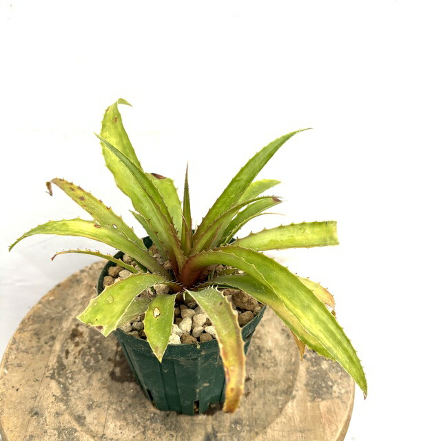 (現品) ブロメリア フレミンギー (No.61987) (観葉植物 おしゃれ 壁掛け インテリア ミニ 小型 大型 吊り下げ 室内 タンクブロメリア Bromelia flemingii)
