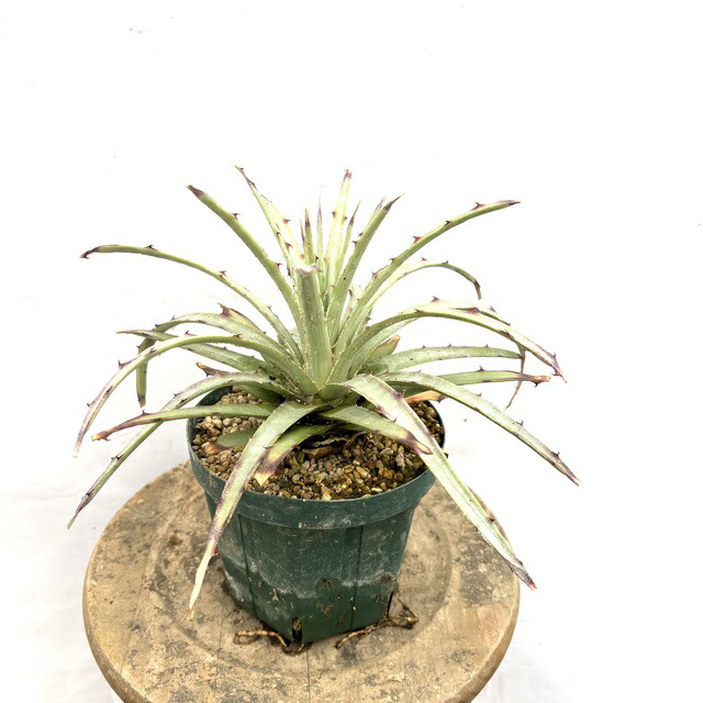 楽天市場】(現品) ヘクチア レピドフィラ (No.61511) (観葉植物